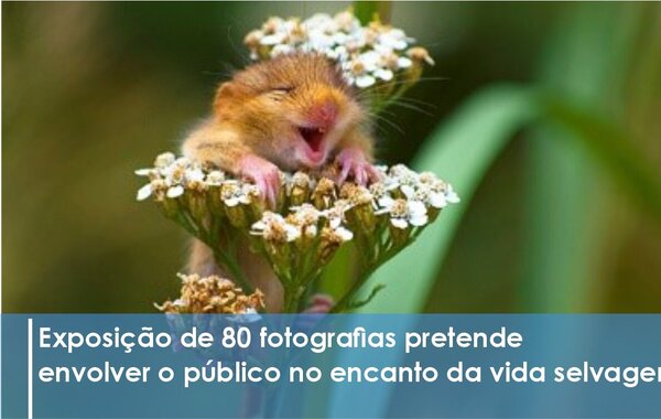 the_comedy_wildlife___chega_ao_teatro_cine_de_pombal