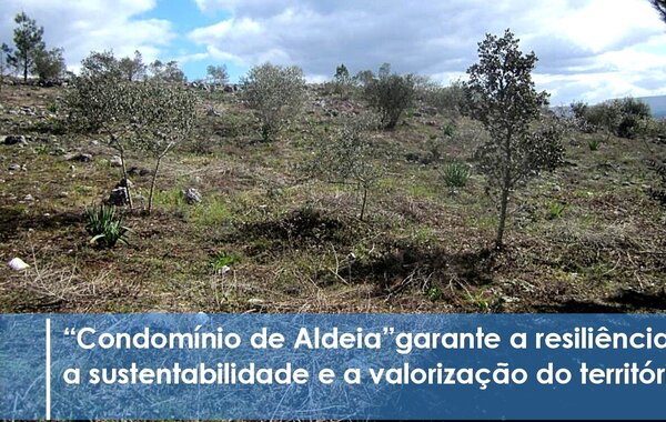 municipio_investe_na_reconversao_da_area_de_mato_e_floresta_na_freguesia_de_abiul