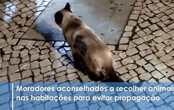 servico_de_veterinaria_identifica_virus_altamente_contagioso_na_morte_de_felinos