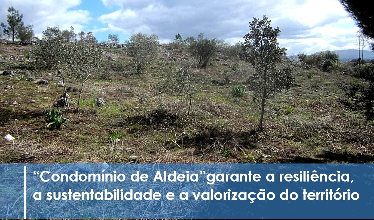 Município investe na reconversão da área de mato e floresta na freguesia de Abiul