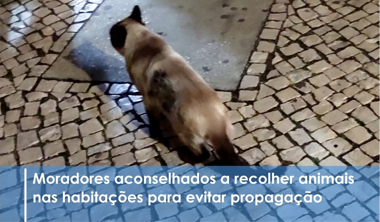 Serviço de Veterinária identifica vírus altamente contagioso na morte de felinos