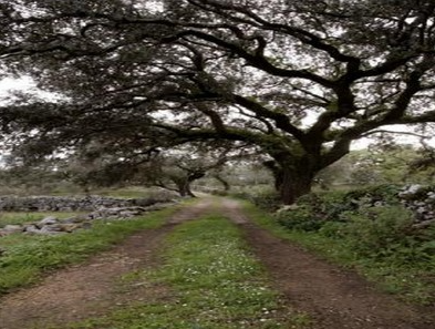 Rota do Carvalho-Cerquinho